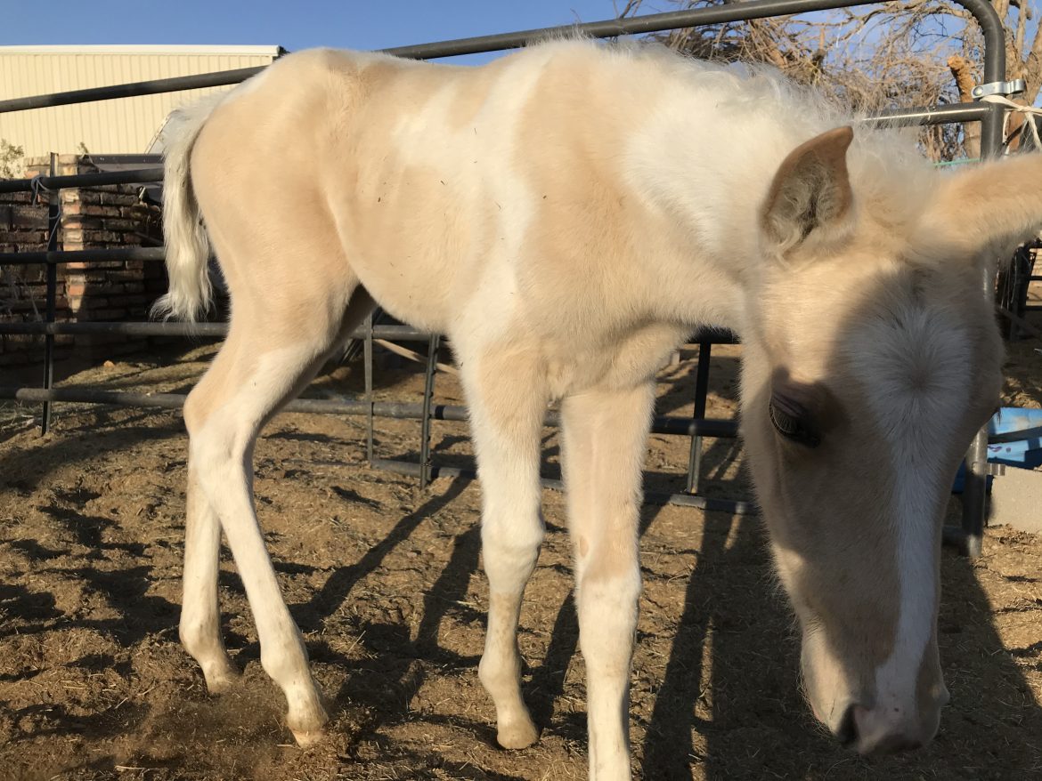 Beautiful ‘Palomino Paint’ foal now has both parents, thanks to rescue efforts