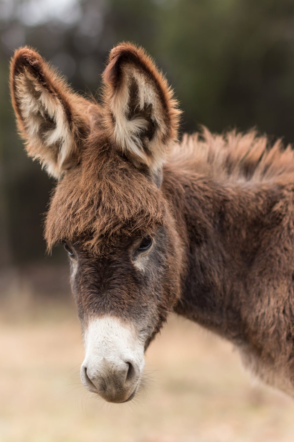 Donkey: Durable, Dependable, Darling.