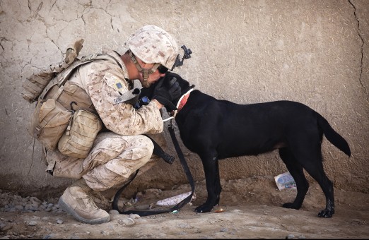 Reuniting Servicemen and Women with their Canine Counterparts