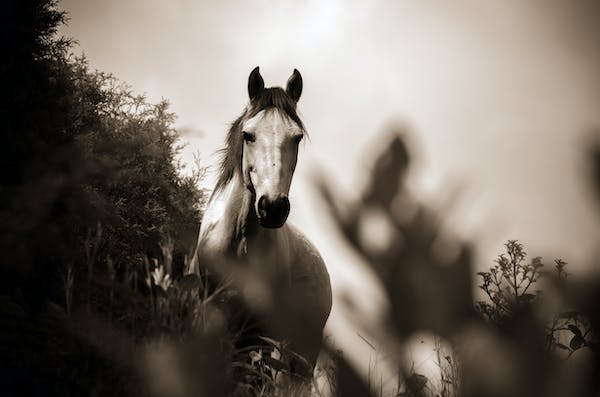 REP JOHN WINTER [R] has decided all the wild horses should die. [Yes, you read that right.]